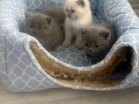 1.5 Aylık 4 tane saf British Shorthair yavrularımız
