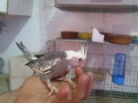 Pırlanta bebek sultan papağanı