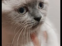 Scottish fold blue point dişi
