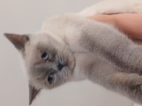 Safkan British Shorthair