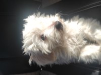 Şehir değişikliği nedeniyle sahiplendirilecek köpeğimiz