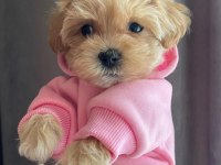 DÜNYA TATLISI MALTİPOO YAVRULARI