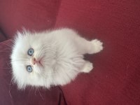 Ayı surat scottish fold