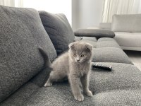 İri yapılı Safkan Scottish Fold