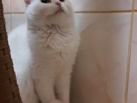 ÜCRETSİZ SAFKAN SCOTTİSH