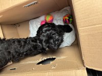 TOY POODLE ÇİFT