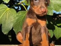 KIZIL SAFKAN DOBERMAN YAVRULARIMIZ