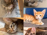 Yavru kedilerimiz yuvalarını arıyor