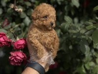 GERÇEK MİCRO TEACUP POODLE BEBEKLER
