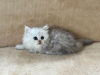 Eşsiz Güzellikte Chinchilla Silver Yavrum