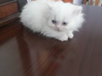 2 Aylık Dişi Yavrum British Longhair