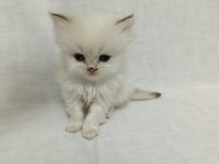 British Longhair Bebişlerimiz