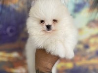 Teacup teddy bear garantili pomeranian