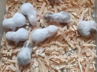 YAVRU HAMSTERLAR