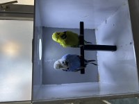 Üst Vasıf Show Jumbo Muhabbet Kuşu