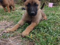 Orjinal Saf Kan Malinois