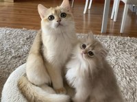 Safkan British Shorthair Golden erkek yavru