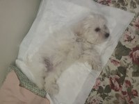 4 aylık çipli maltese terrier