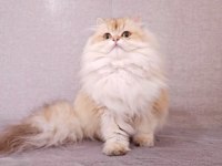 By11 ve Cy1103 Safkan Şecereli British Longhair Yavru
