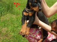 Irk garantili doberman yavrularımız