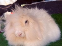 7 AYLIK HOLLANDA TEDDY GİNEPİG