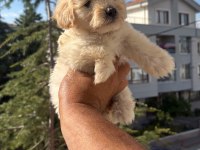 Pofuduk maltipoo köpekler