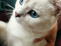 8 Aylık anne baba şecereli british shorthair