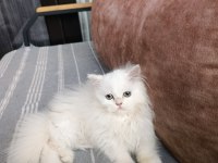 70 GÜNLÜK BRİTİSH LONGHAİR