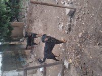 HATAY DA ROTTWEİLER YAVRULARI