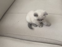 48 Günlük British Blue Point