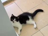 Harika bir erkek exotic shorthair beşiktaş yavru