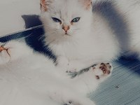 British shorthair 2 aylık dişi yavrular