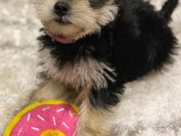 Sevgi dolu ve uyumlu yavru köpekler