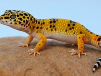 Evcil Bebek ve Yetişkin Leopard Geckolar