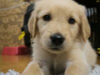 Yavru golden köpeğimiz yeni sahibini bekliyor