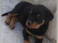 Profesyonel Koruma Köpekleri
