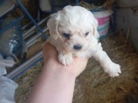Maltese köpeği yavrular