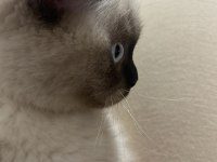 scottish fold blue point 4 aylık dişi