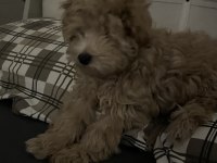 A KALİTE MALTİPOO YAVRU