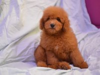 MALTİPOO YİNE ÇOK İDDİALIYIZ