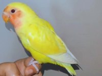 4 aylık yavru el besleme büyüdü full evcil sevda papağanı