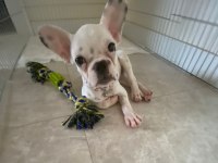 3 aylık dişi French Bulldog yuva arıyoruz