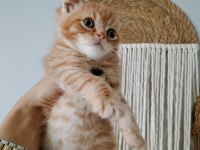 Mükemmel scottish fold bebeklerim