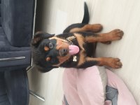 A Kalite Rottweiler Uyguna Yeni Yuvasını Bekliyor