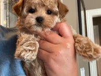HER RENK MALTİPOO EĞİTİMLİ VE UYGUN