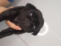 Pug yavrular