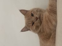 ÜCRETSİZ SAHİPLENDİRİLECEK KEDİMİZ