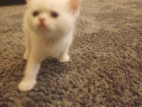 Scottish fold erkek yavru kedimiz