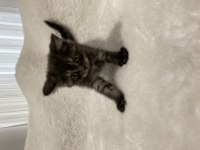 Koyu kahve british shorthair yavru