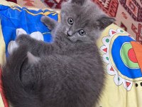 British shorthair çok tatlı yavrular